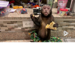 monkey taco
