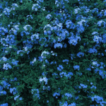 ~<3 Sapphire Mist~