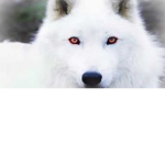 Wolfie Squard