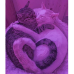 sus catz