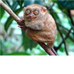 my milkshakes bring all the loris to the yard