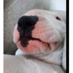 Doggo war clan
