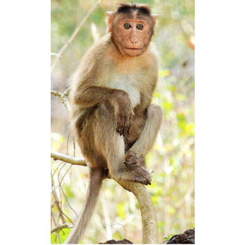 Monkey escape