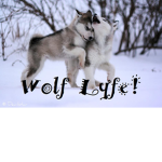 Wolf Lyfe