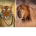 The tigers and lions!