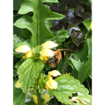 bee you!