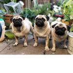 pug champs