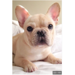 French bulldog club