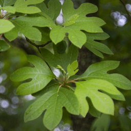 Sassafras Simulator icon