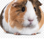 Guinea-Pig-Gang