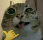 Brazilian Cat!