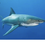 Tyty shark group