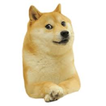 Doge Squad >:)