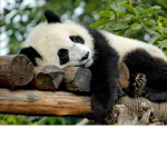 Tired panda