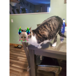 Kittens_lovescookies squad