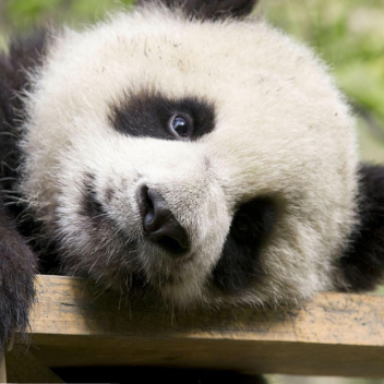 Find The Baby Pandas