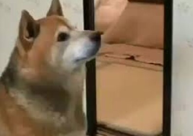 Dog Dance Meme Backrooms