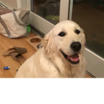 Doge Internet