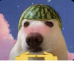 the taco creew