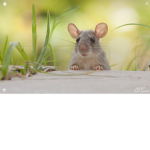 Group for rats