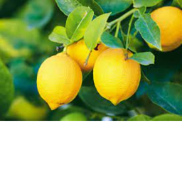 Lemon Store (void event)