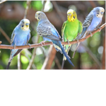 Budgie Masters Only