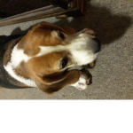 Beagle life