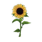 Sunshine Roblox YT