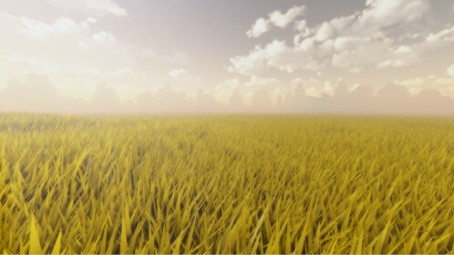Field
