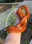 Snake and Spider lovers <3