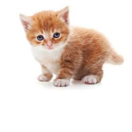Kitty crew AKA: kittens for life