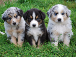 ShepherdPlayz Fan Group