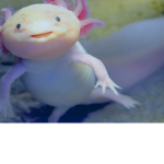 The ULTIMATE axolotl group