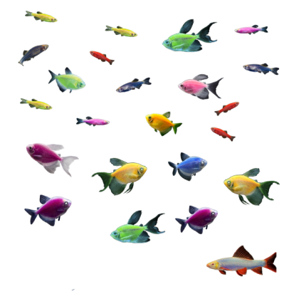 TB PNG Fishes 13 Roblox decal