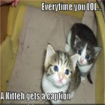 Kitten meme
