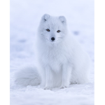 Polar Foxes