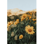 The Wild Flower Academy