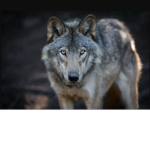 oliver's wolf pack