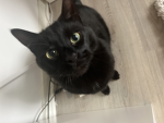 AMAZINGcats