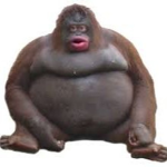 Susygang