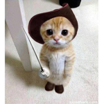 KItten Spuad