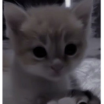 «hello kitty group!»