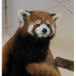赤いパンダ