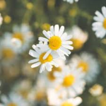 ~ daisies ~