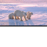 Amazing Polar bear club meet and greet