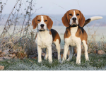 The Annual Puppy Group