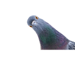 Pïgêøn