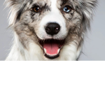 Save our dogs