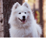 DogFans for ever