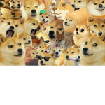 THE RISE OF THE DOGE